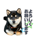 豆柴きょうだい もなかとあずき（個別スタンプ：8）