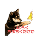 豆柴きょうだい もなかとあずき（個別スタンプ：10）