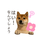 豆柴きょうだい もなかとあずき（個別スタンプ：11）