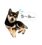 豆柴きょうだい もなかとあずき（個別スタンプ：14）