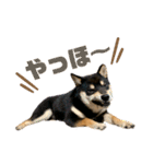 豆柴きょうだい もなかとあずき（個別スタンプ：16）