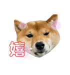 豆柴きょうだい もなかとあずき（個別スタンプ：21）