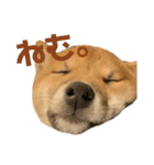 豆柴きょうだい もなかとあずき（個別スタンプ：29）