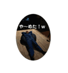 レオナと愉快な仲間達スタンプ（個別スタンプ：10）