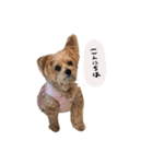 ク リ ン ち ゃ ん（個別スタンプ：1）