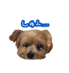 ク リ ン ち ゃ ん（個別スタンプ：7）