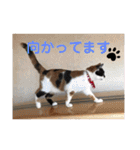 マーゴ＆レオンスタンプ（個別スタンプ：17）