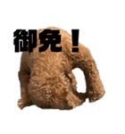 トイプードルの丼4（個別スタンプ：8）