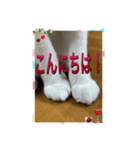 ニャンコの返事5（個別スタンプ：1）