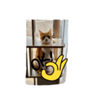 ニャンコの返事5（個別スタンプ：3）