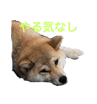 チコの生活スタンプ（個別スタンプ：2）