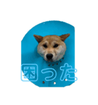 チコの生活スタンプ（個別スタンプ：5）
