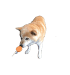 柴犬アテネ2（個別スタンプ：1）
