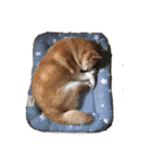 柴犬アテネ2（個別スタンプ：2）