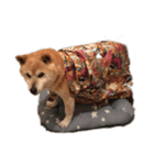 柴犬アテネ2（個別スタンプ：3）