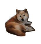 柴犬アテネ2（個別スタンプ：6）