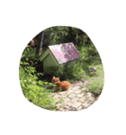 柴犬アテネ2（個別スタンプ：9）