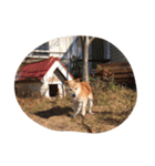 柴犬アテネ2（個別スタンプ：10）