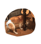 柴犬アテネ2（個別スタンプ：11）