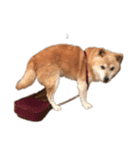 柴犬アテネ2（個別スタンプ：12）