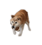 柴犬アテネ2（個別スタンプ：13）