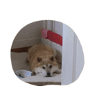 柴犬アテネ2（個別スタンプ：14）