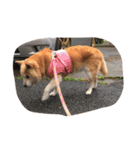 柴犬アテネ2（個別スタンプ：16）