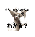 うちの猫大好きっこクラブ（個別スタンプ：1）