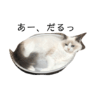 うちの猫大好きっこクラブ（個別スタンプ：3）