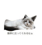 うちの猫大好きっこクラブ（個別スタンプ：4）