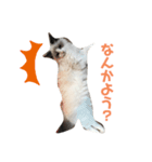 うちの猫大好きっこクラブ（個別スタンプ：7）