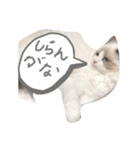 うちの猫大好きっこクラブ（個別スタンプ：8）