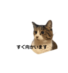 【お仕事用】レモンスタンプ（個別スタンプ：2）