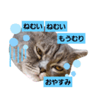 すたんぷあおい（個別スタンプ：2）