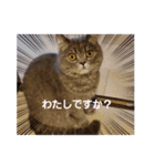 すたんぷあおい（個別スタンプ：5）