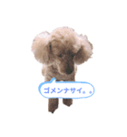 トイプーりり（個別スタンプ：1）