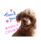 トイプーりり（個別スタンプ：3）