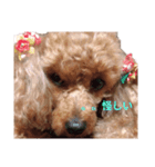 トイプーりり（個別スタンプ：4）