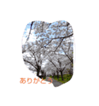 amama1956（個別スタンプ：6）