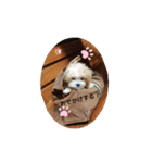 Ikou Chip（個別スタンプ：5）