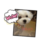 モフィの毎日（個別スタンプ：4）