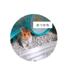 ハムスターのまり(3)（個別スタンプ：6）