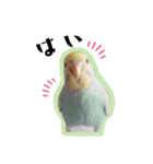 セキセイインコのペロとメロ（個別スタンプ：1）
