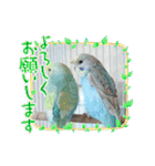 セキセイインコのペロとメロ（個別スタンプ：5）