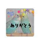セキセイインコのペロとメロ（個別スタンプ：6）