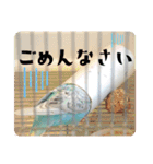 セキセイインコのペロとメロ（個別スタンプ：7）