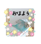 セキセイインコのペロとメロ（個別スタンプ：8）