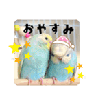 セキセイインコのペロとメロ（個別スタンプ：9）