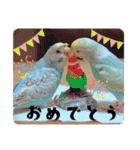 セキセイインコのペロとメロ（個別スタンプ：10）