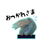 セキセイインコのペロとメロ（個別スタンプ：11）
